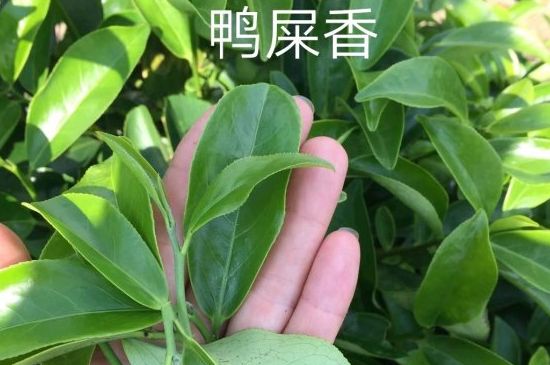 鴨屎香和大烏葉是同一種茶葉嗎，單叢大烏葉和鴨屎香有什么區(qū)別？