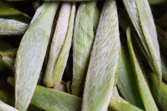 荒野銀針有什么特點(diǎn)，荒野銀針的味道口感咋樣？