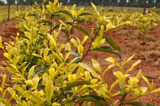 茶中奇葩黃金芽，安吉白茶中黃金芽的特點(diǎn)