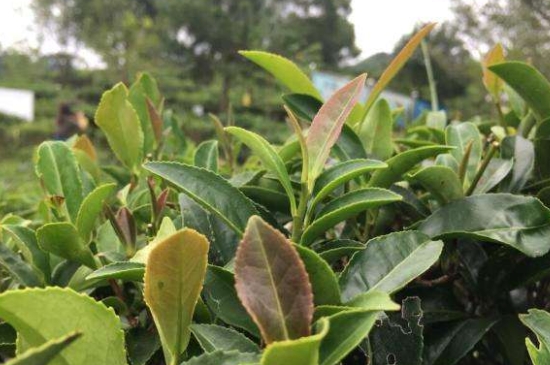 43號龍井屬于好茶嗎，龍井茶43號是什么意思？