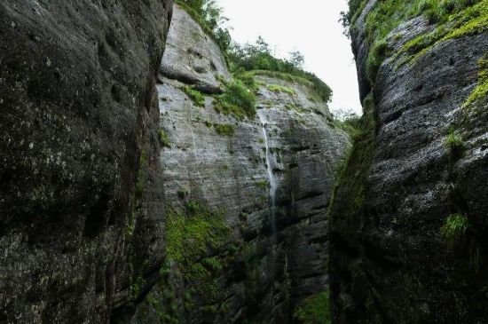 母樹大紅袍給誰喝了，為什么母樹大紅袍叫三棵六株？