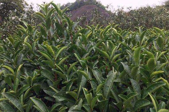 馬頭巖肉桂是大紅袍嗎，大紅袍肉桂屬于什么茶？