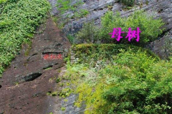 大紅袍拼配什么意思，大紅袍用什么茶拼配的