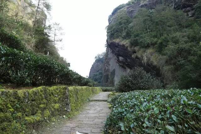 武夷山為什么盛產(chǎn)茶葉，武夷山茶為什么好喝？