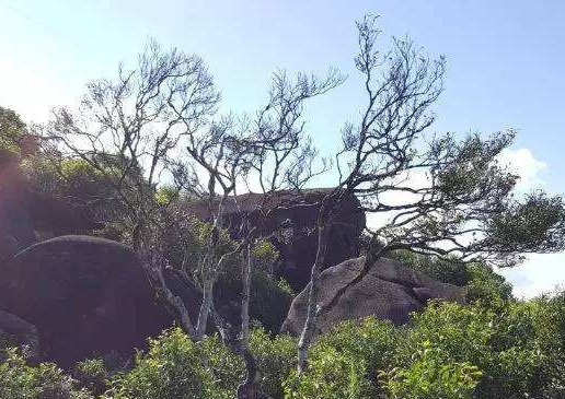 宋種一號價(jià)值為什么高，鳳凰單樅宋種1號價(jià)格與產(chǎn)量多少？