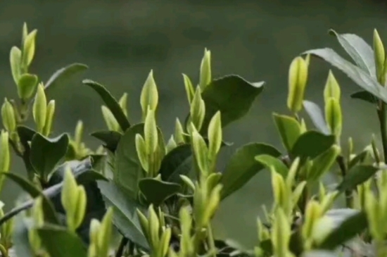 什么是雪前龍井茶，明前、雨前、雨后龍井有什么區(qū)別？