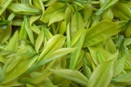 茶中奇葩黃金芽，安吉白茶中黃金芽的特點(diǎn)