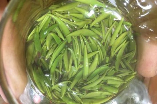 雀舌有一股青草味，雀舌為什么有青草味？