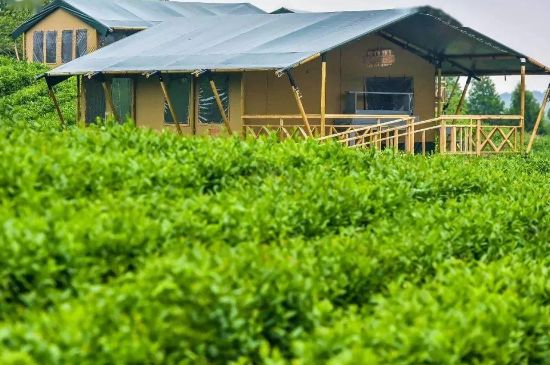 金壇雀舌算不算好茶，金壇雀舌屬于什么檔次茶葉？