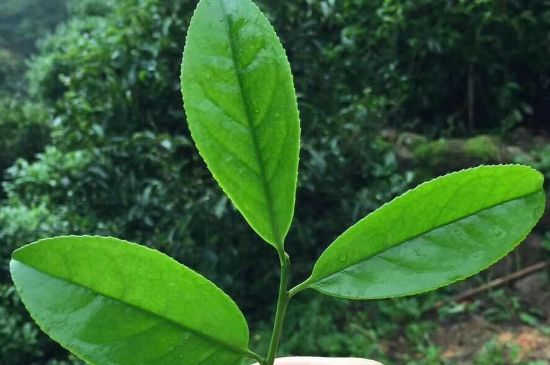 鋸朵仔跟鴨屎香哪個貴，鋸朵子和鴨屎香哪個好喝？