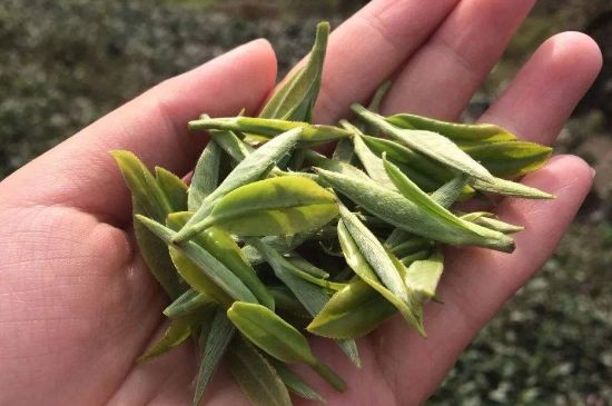 福建什么茶葉最出名，福建名茶有哪些？