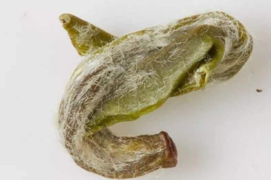 羊巖勾青是綠茶嗎，羊巖勾青茶屬于什么茶？