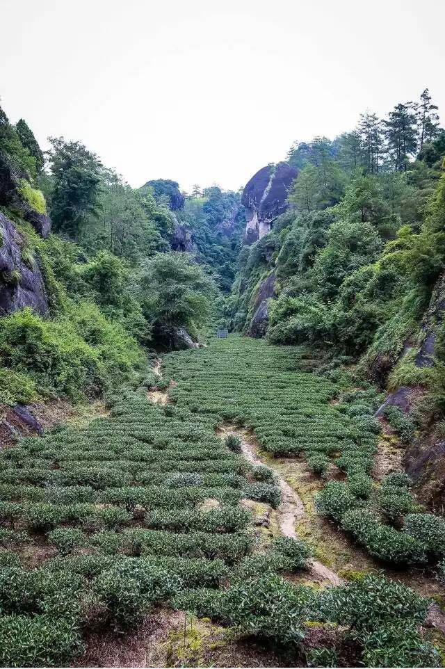 武夷山為什么盛產(chǎn)茶葉，武夷山茶為什么好喝？