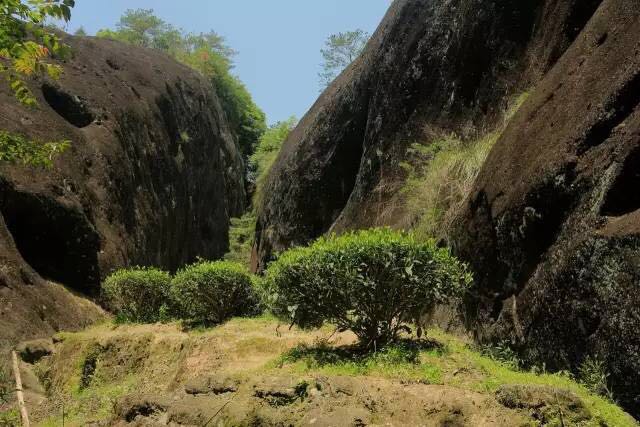 武夷山為什么盛產(chǎn)茶葉，武夷山茶為什么好喝？