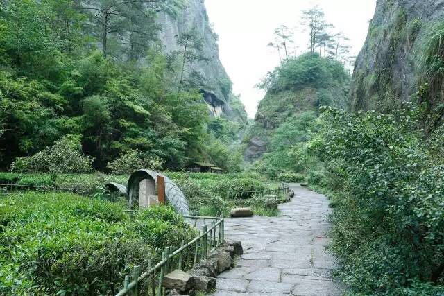 武夷山為什么盛產(chǎn)茶葉，武夷山茶為什么好喝？