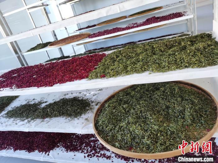 圖為王玲玲收購的各種山茶?！⊥貘Q遠(yuǎn) 攝