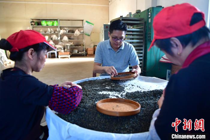 圖為張?jiān)涝谏a(chǎn)車間內(nèi)與工人一起查看茶葉品質(zhì)。　張斌 攝