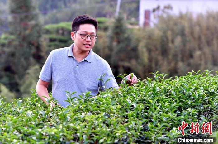 “臺(tái)二代”張?jiān)栏＝ㄉ钌椒N茶十年：“來了，就對(duì)了”